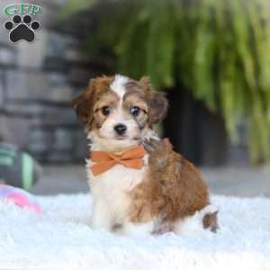 Braxton, Cavachon Puppy